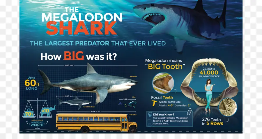 Hiu Megalodon，Predator Terbesar PNG