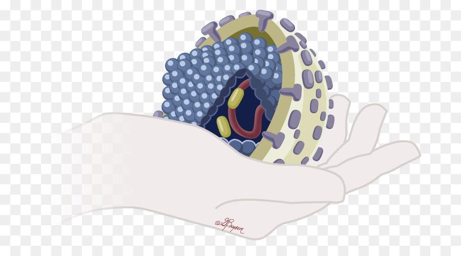 Virus，Tangan PNG