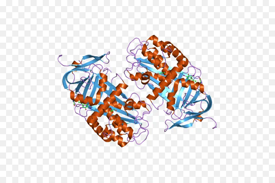 Thyroxinebinding Globulin，Globulin PNG