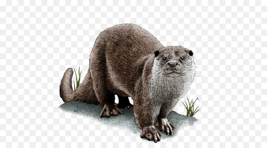 Berang Berang Laut，Asia Smallclawed Otter PNG