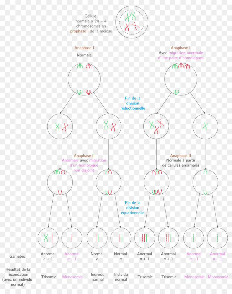 Desain Grafis，Diagram PNG