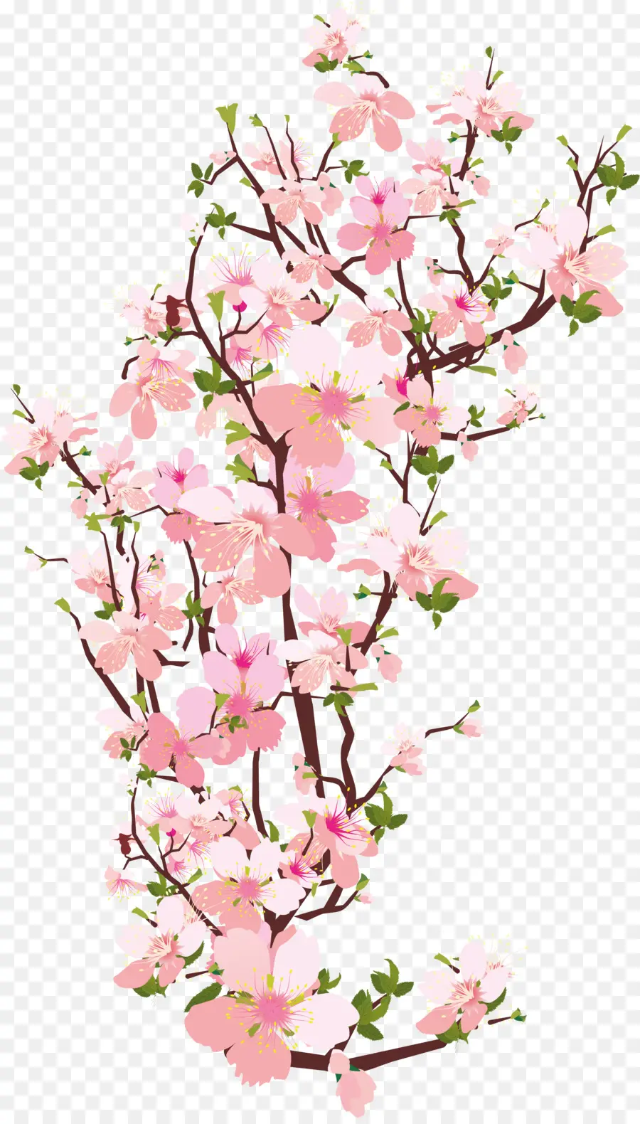 Blossom，Sakura PNG