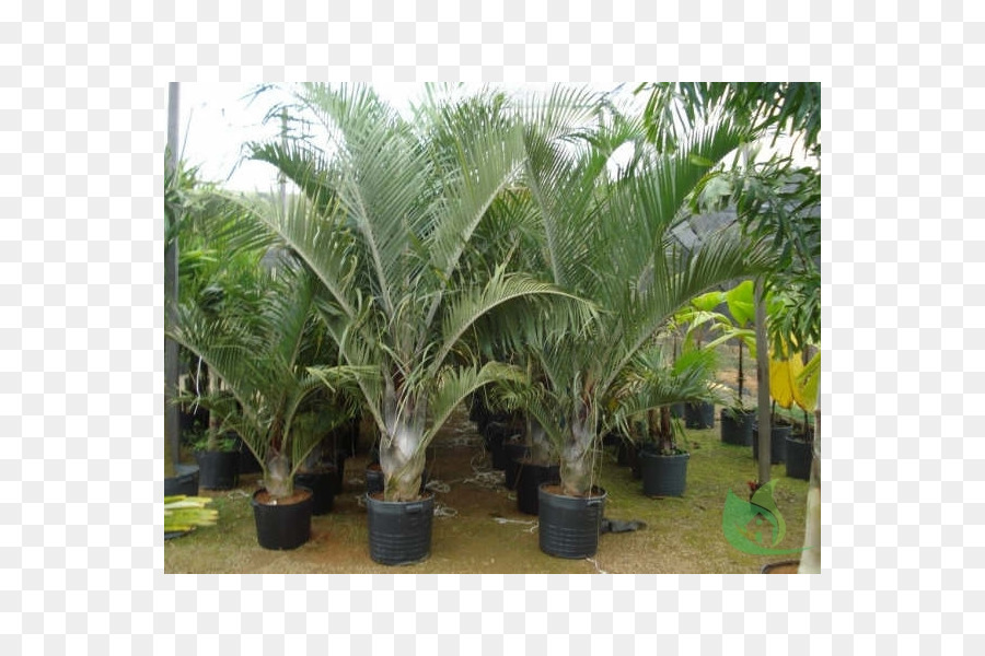 Babassu，Dypsis Decaryi PNG