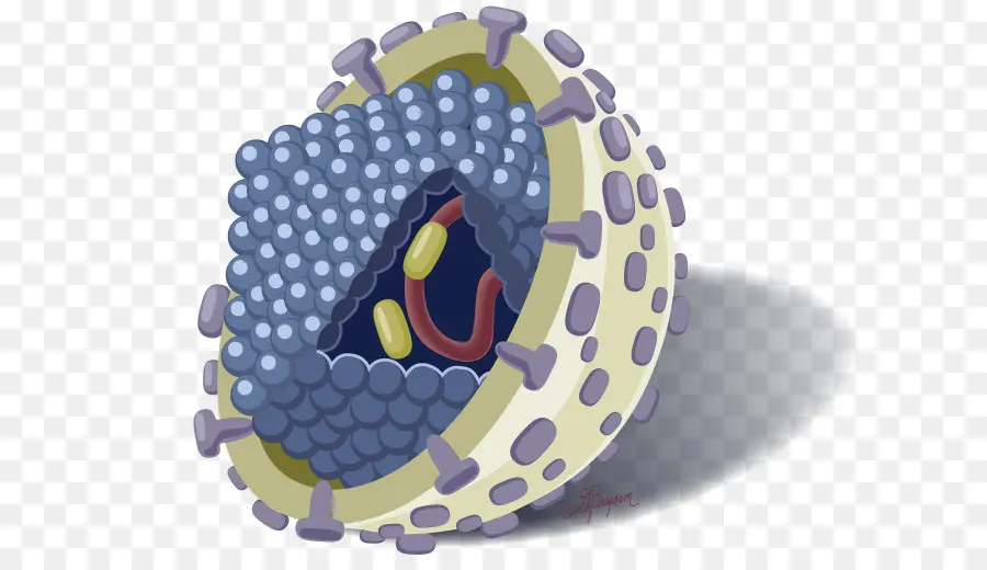 Struktur Virus，Mikroba PNG