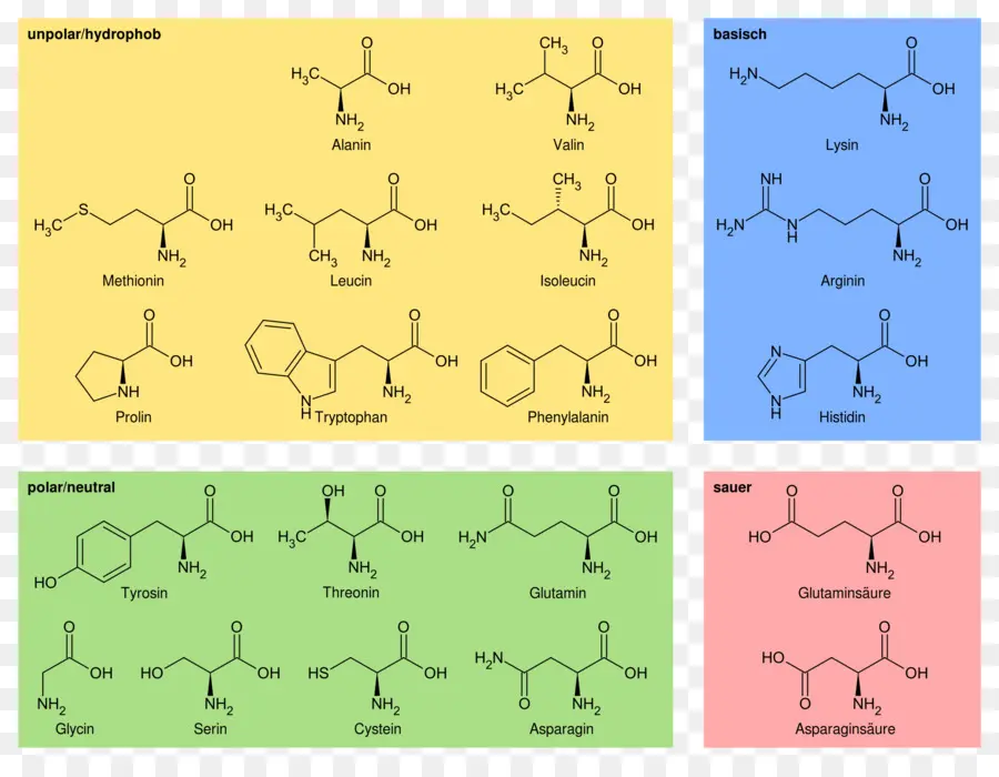 Asam Amino，Amino Talde PNG