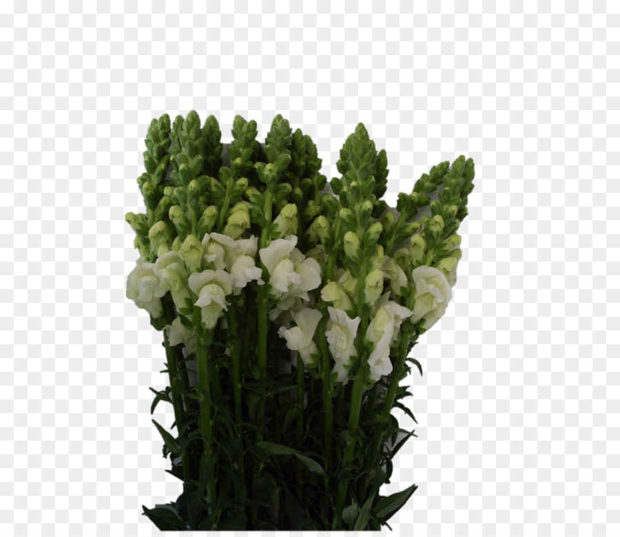 Bunga Potong，Snapdragons PNG