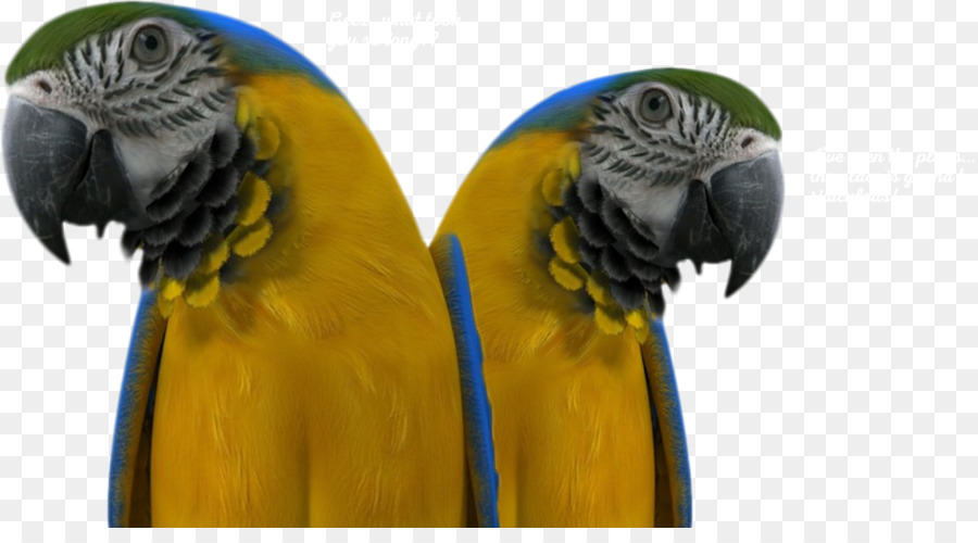 Macaw，Parkit PNG