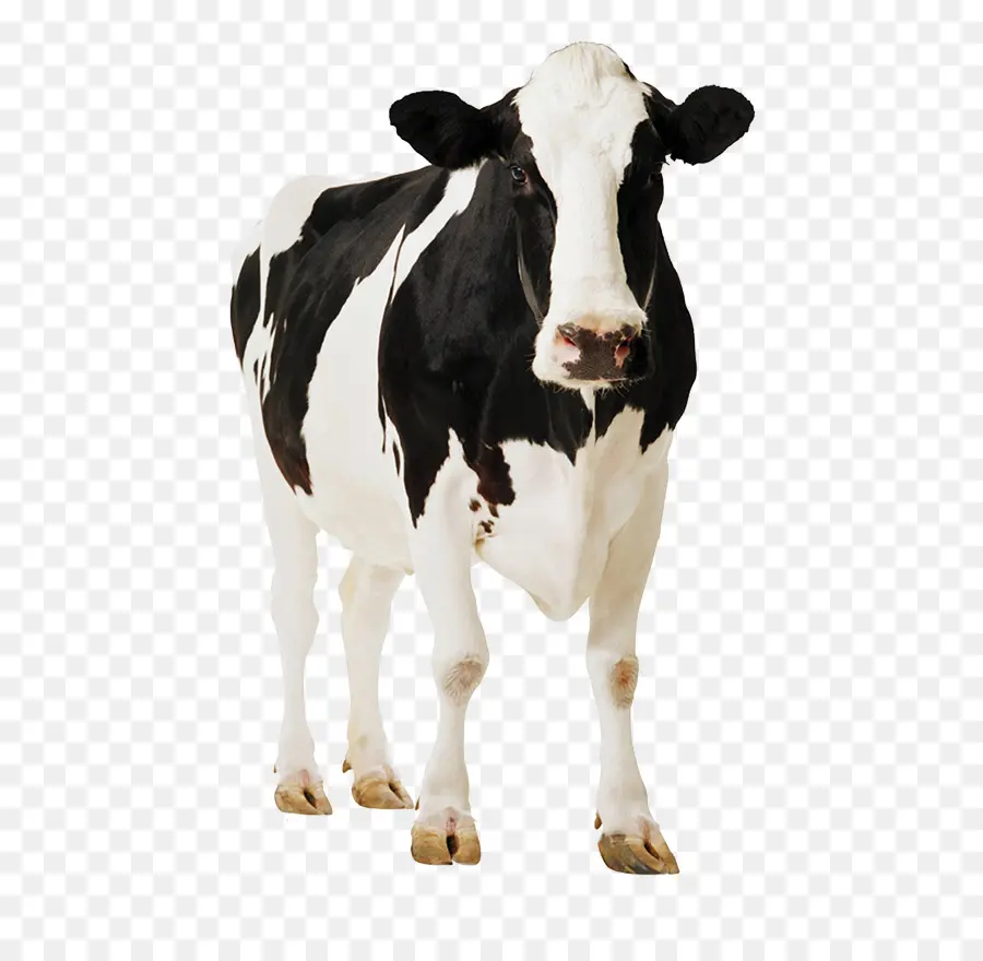 Holstein Friesian Ternak，Standee PNG