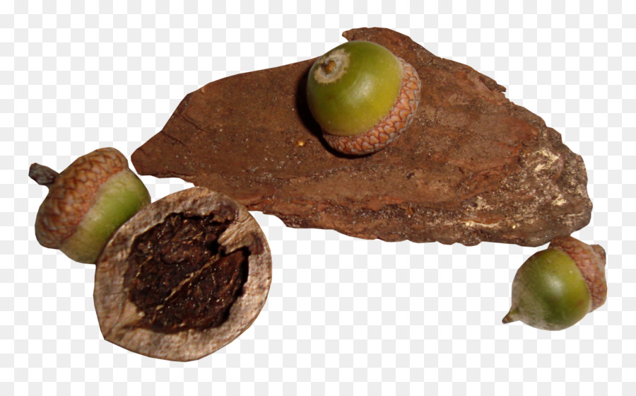 Acorn，Email PNG