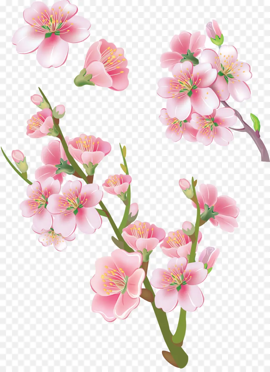 Bunga，Sakura PNG