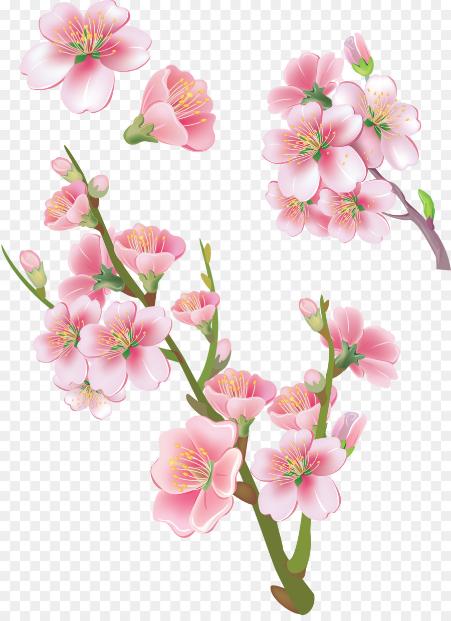 Gambar Bunga Sakura Png  kulo Art