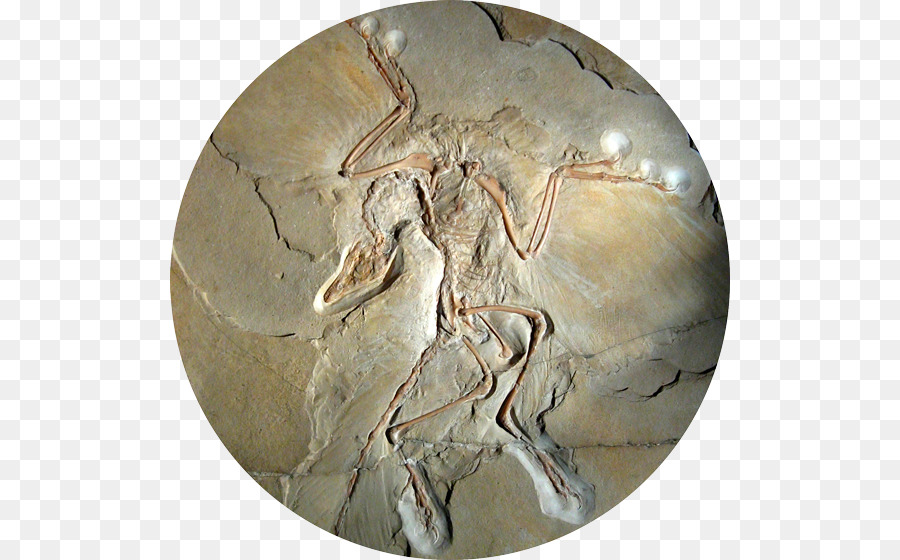 Fragmen Archaeopteryx，Museum Sejarah Alam PNG