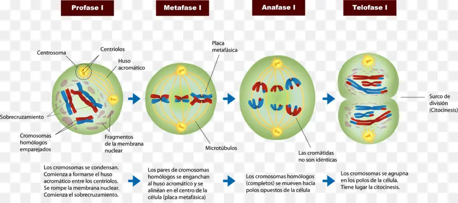 Tahapan Meiosis，Pembelahan Sel PNG