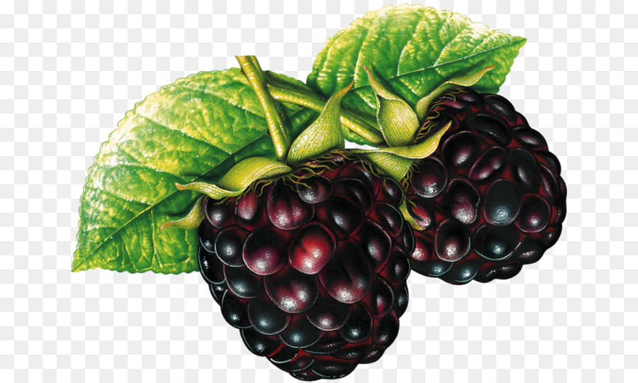 Blackberry，Beri PNG