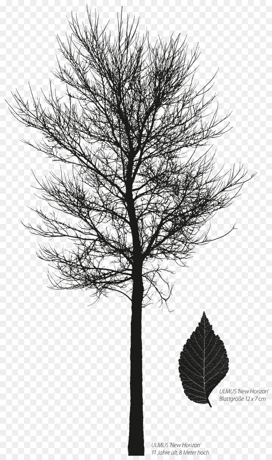 Pinus，Ulmus Cakrawala PNG