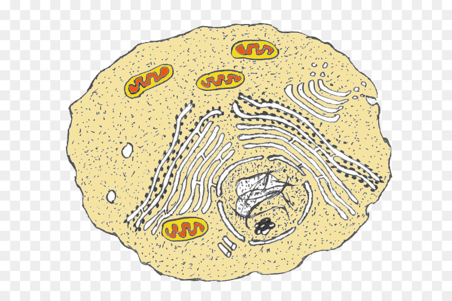 Diagram Sel，Organel PNG