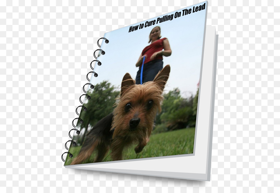 Terrier Australia，Australia Silky Terrier PNG