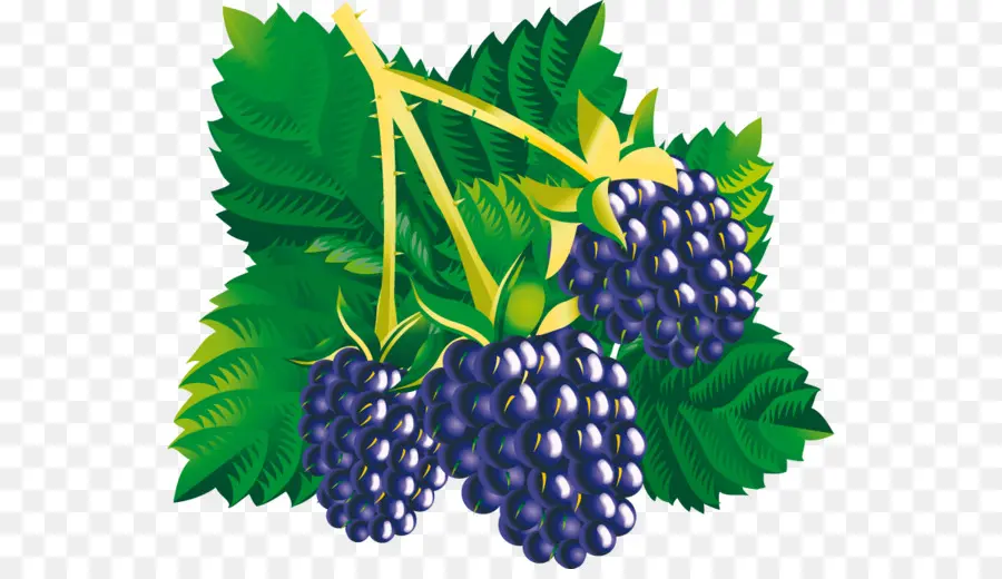 Blackberry，Daun Daun PNG