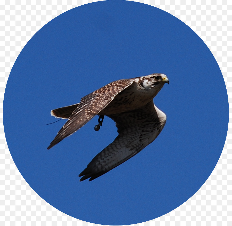 Elang，Buzzard PNG