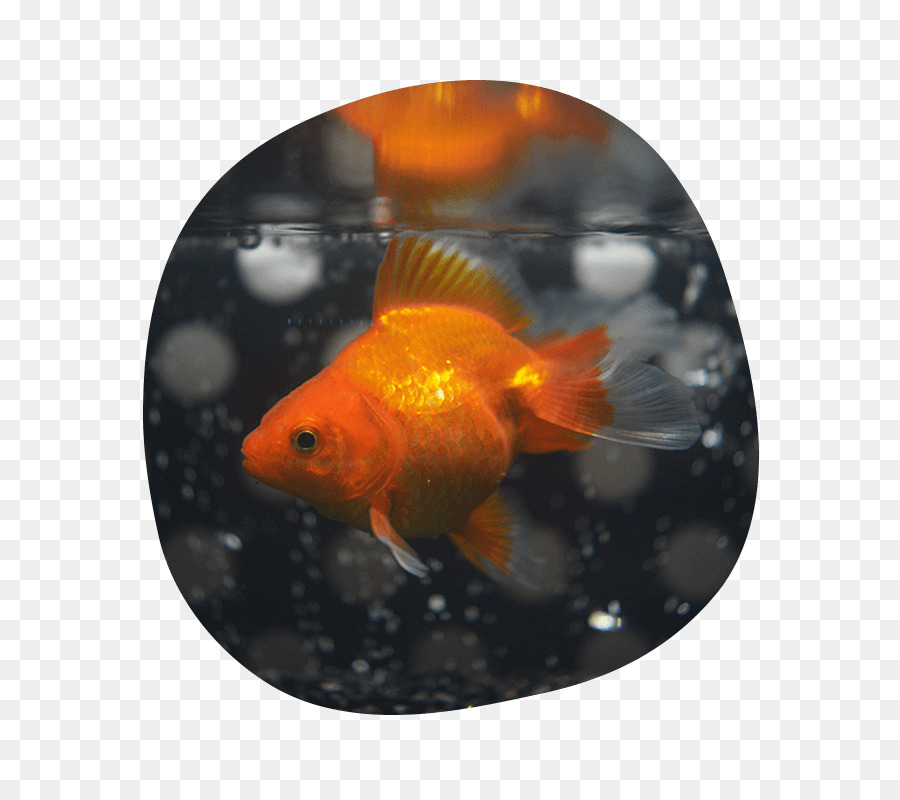 Ikan Mas，Pengumpan Ikan PNG