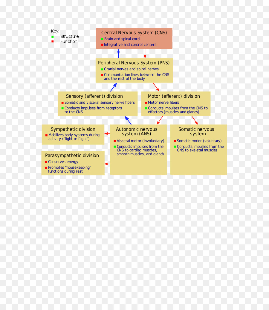 Sistem Saraf，Diagram PNG