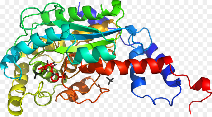 Struktur Protein，Molekul PNG