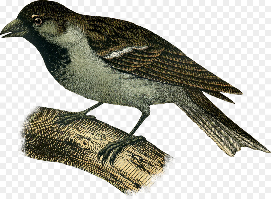 Nightingale Umum，Kutilang PNG