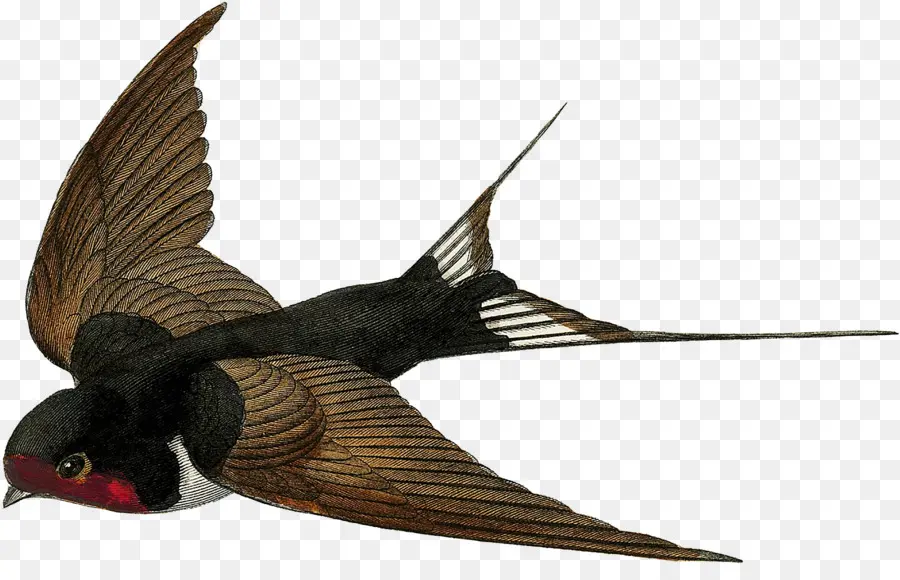 Menelan，Burung PNG