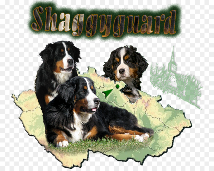 Anjing Berkembang Biak，Bernese Mountain Dog PNG