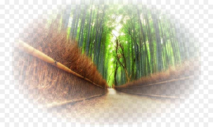 Arashiyama，Hutan Bambu PNG