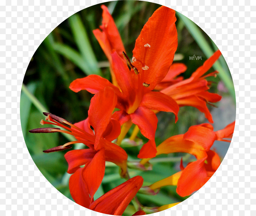 Montbretia，Tebu PNG