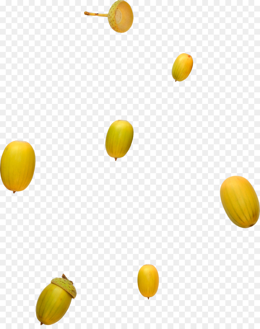 Acorn，Oak PNG