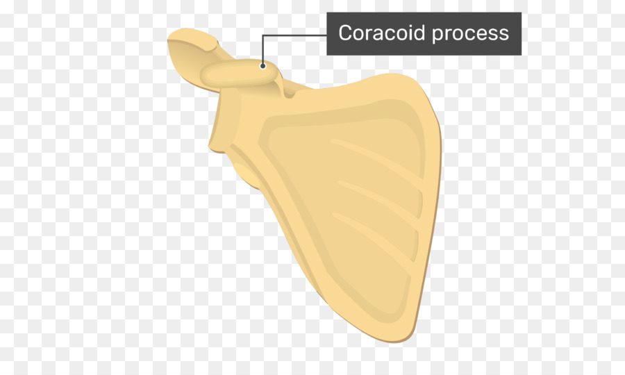 Proses Coracoid，Proses PNG