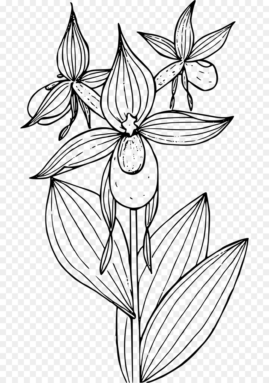 Cypripedium Montanum Buku Mewarnai Anggrek gambar png