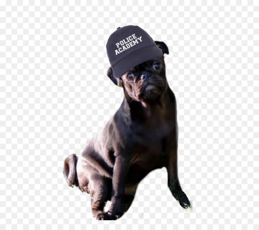 Anjing，Topi PNG