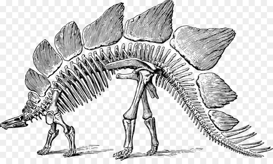 Kerangka Dinosaurus，Fosil PNG