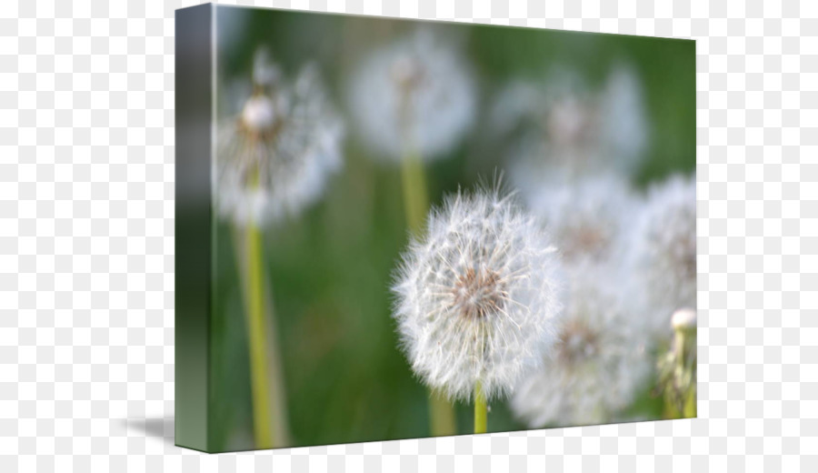 Dandelion，Desktop Wallpaper PNG