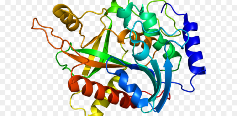 C1galt1，Protein PNG
