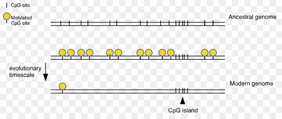 Diagram Genom，Situs Cpg PNG