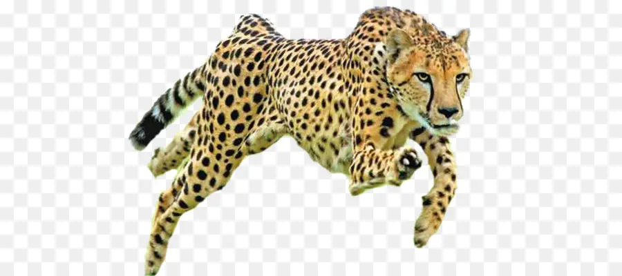 Sepatu Cheetah，Felidae PNG