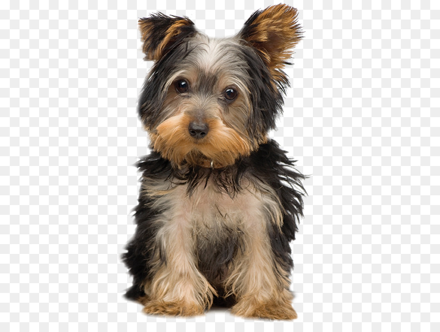 Morkie，Yorkshire Terrier PNG