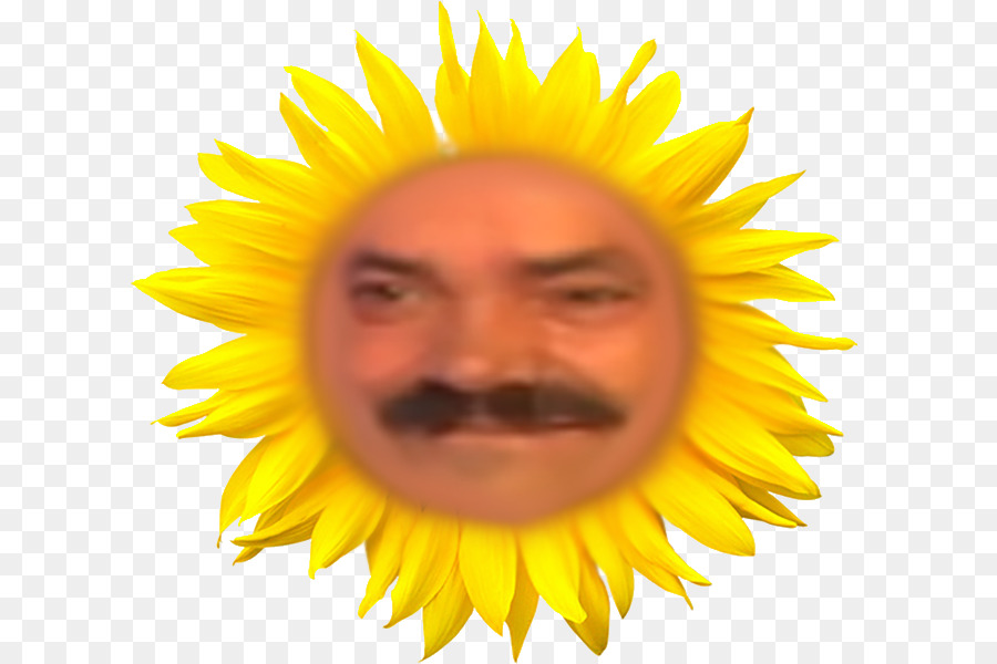 Umum Bunga Matahari，Bunga PNG