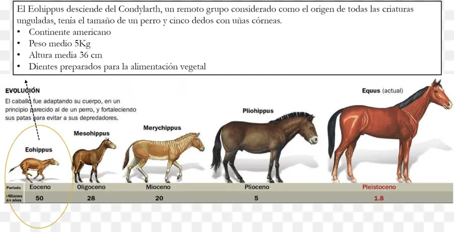 Evolusi Kuda，Evolusi PNG