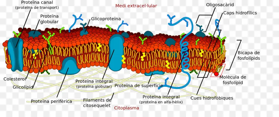 Membran Sel，Protein PNG