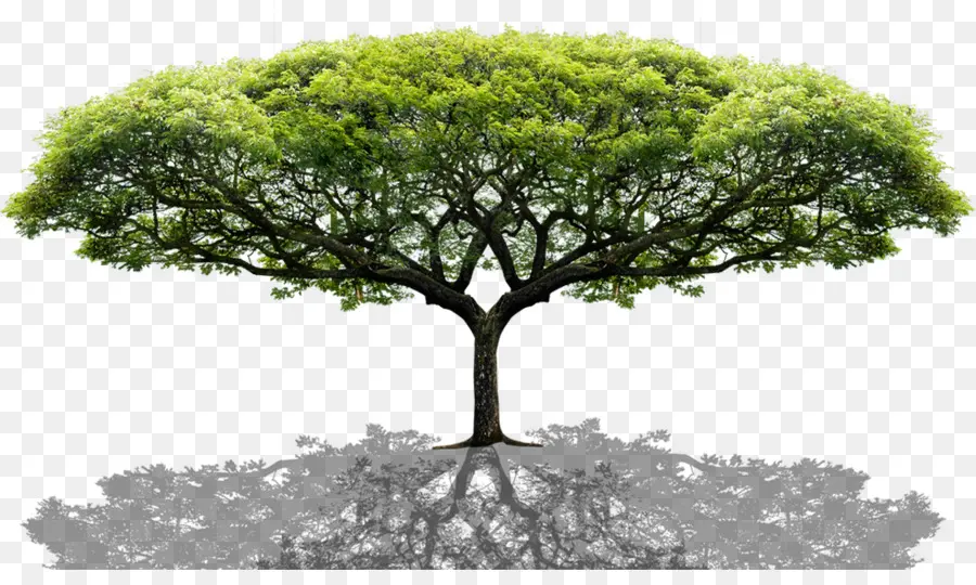 Pohon，Percetakan PNG