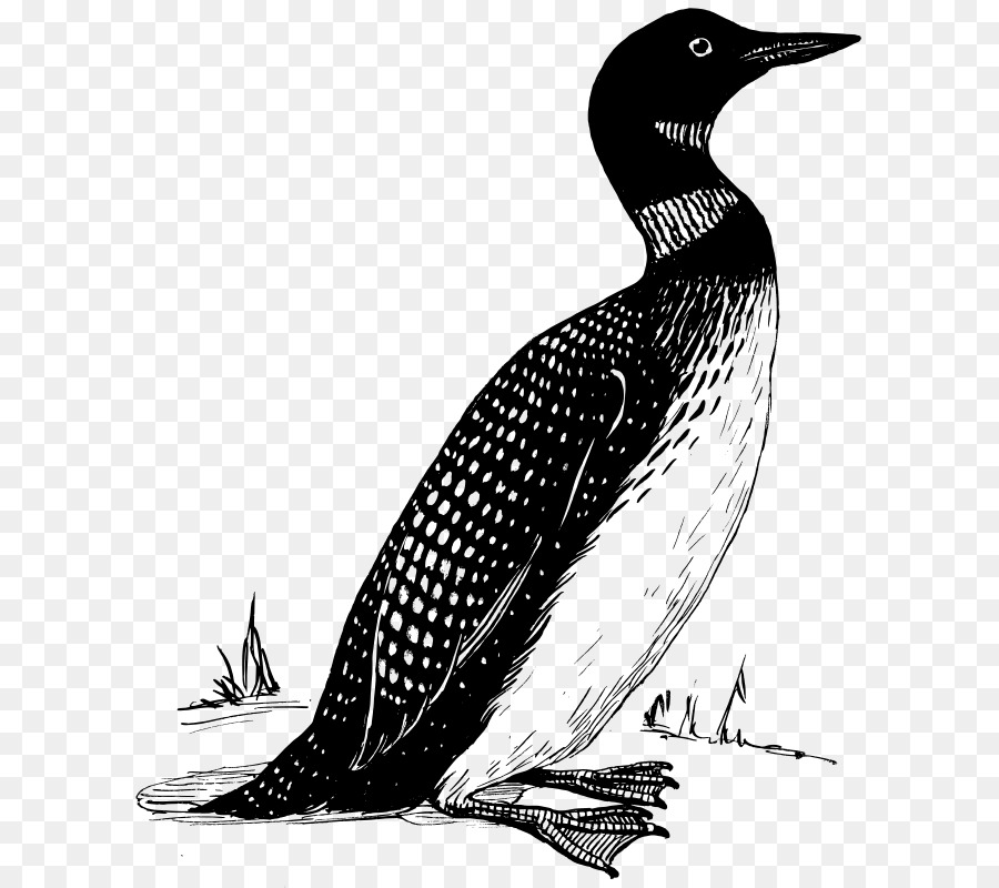 Umum Loon，Burung PNG
