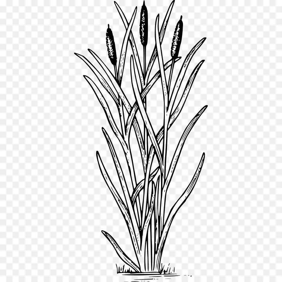 Pabrik Cattail，Lahan Basah PNG