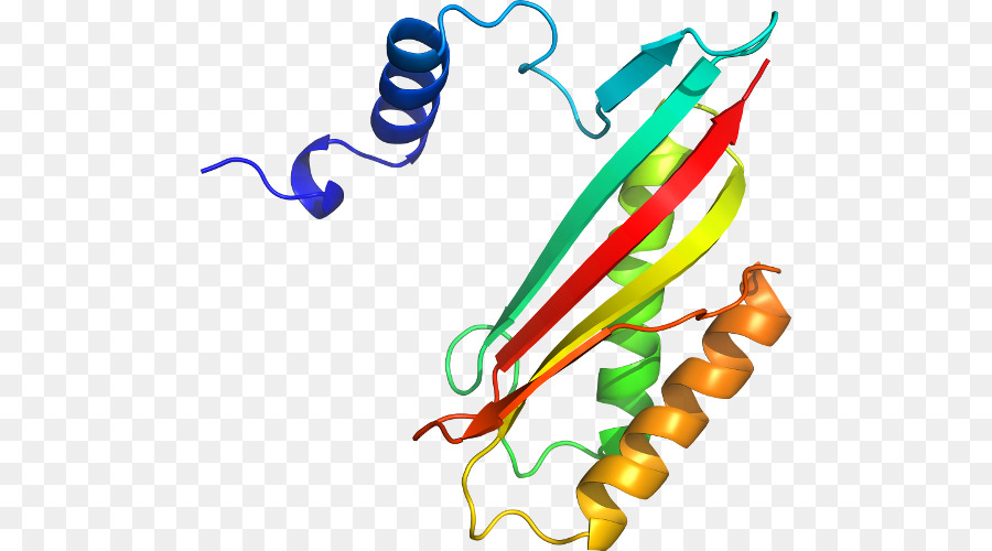 Struktur Protein，Molekul PNG