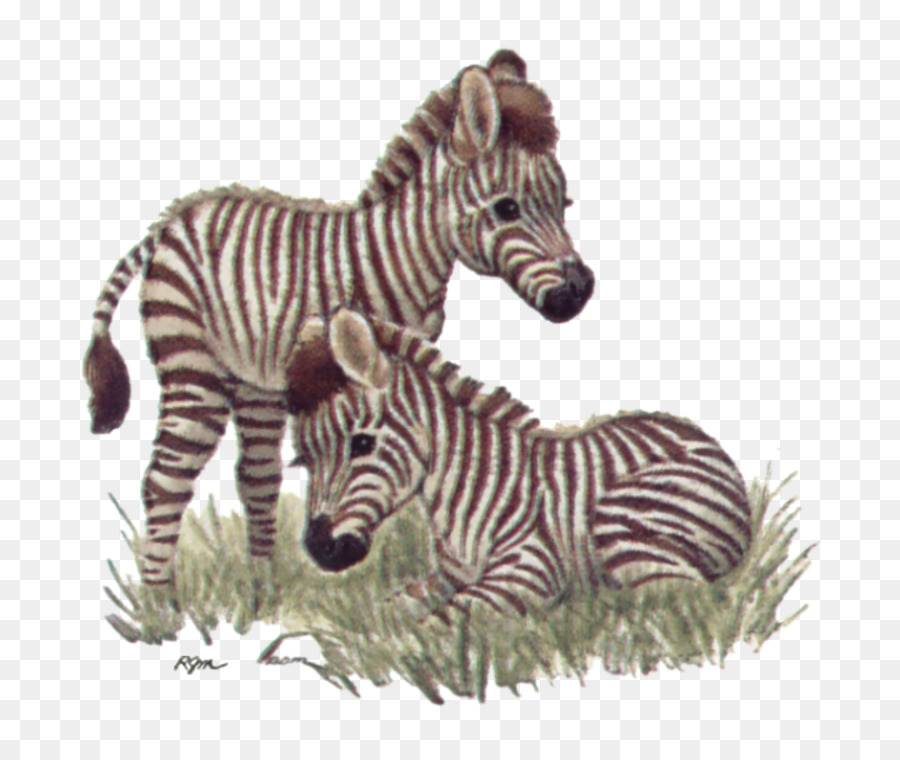 Quagga Jerapah Bayi Harimau Gambar Png