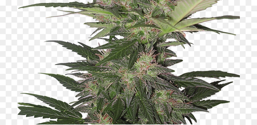 Autoflowering Ganja，Sigung PNG